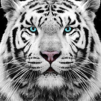 Tiger Life