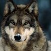 Lobo cazador