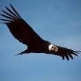 BufandaDeCondor