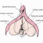 CLITORIENSE