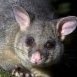 MARSUPIALURBANO