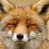 Mr.Fox